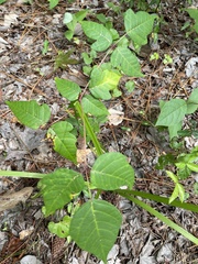 Toxicodendron radicans image