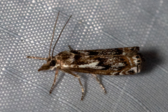 Crambus alienellus