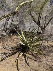 Agave aurea