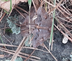 Zale helata