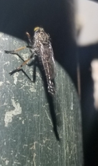 Neoitamus flavofemoratus