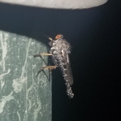 Neoitamus flavofemoratus