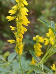 Melilotus