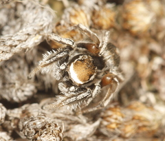Habronattus clypeatus