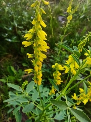 Melilotus