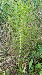 Equisetum telmateia telmateia