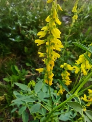 Melilotus