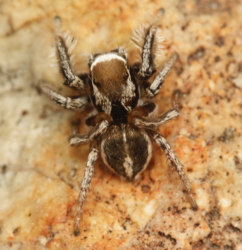 Habronattus clypeatus