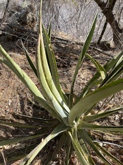 Agave aurea