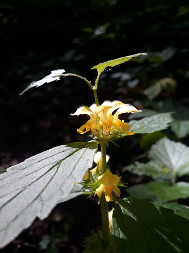 Lamium galeobdolon