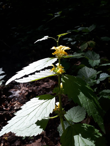 Lamium galeobdolon