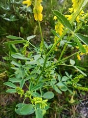 Melilotus