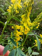 Melilotus