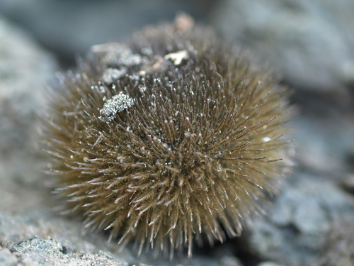 Apeiba tibourbou - Fruit