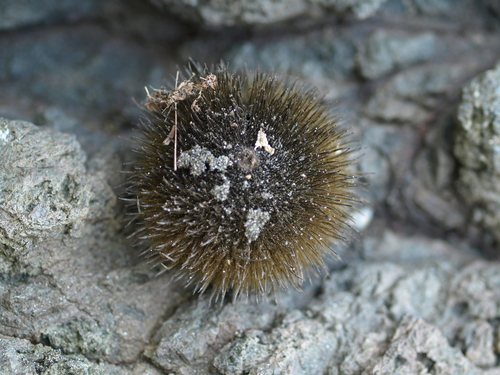 Apeiba tibourbou - Habitat