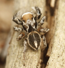 Habronattus clypeatus