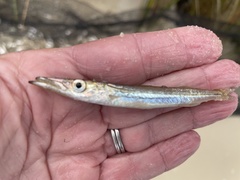 Sphyraena guachancho