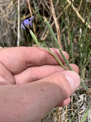 Sisyrinchium halophilum
