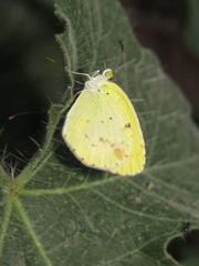 Pyrisitia lisa centralis