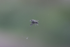 Phidippus bidentatus