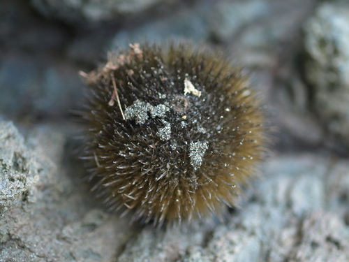 Apeiba tibourbou - Whole tree