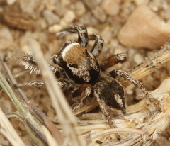 Habronattus clypeatus