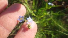 Myosotis cespitosa