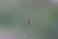 Phidippus bidentatus