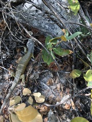 Elgaria coerulea palmeri
