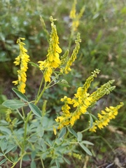 Melilotus