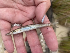 Sphyraena guachancho