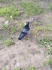 Columba livia domestica