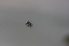 Phidippus bidentatus