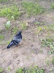 Columba livia domestica