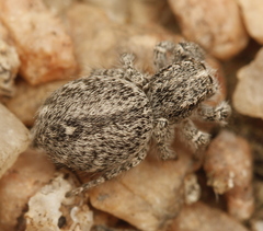 Habronattus hirsutus