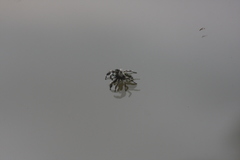 Phidippus bidentatus