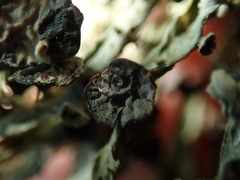 Abrothallus suecicus