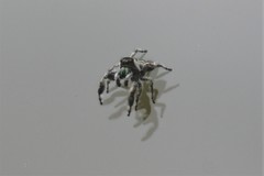 Phidippus bidentatus