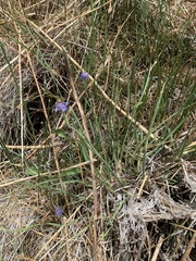 Sisyrinchium halophilum