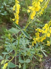 Melilotus