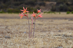 Zephyranthes advena