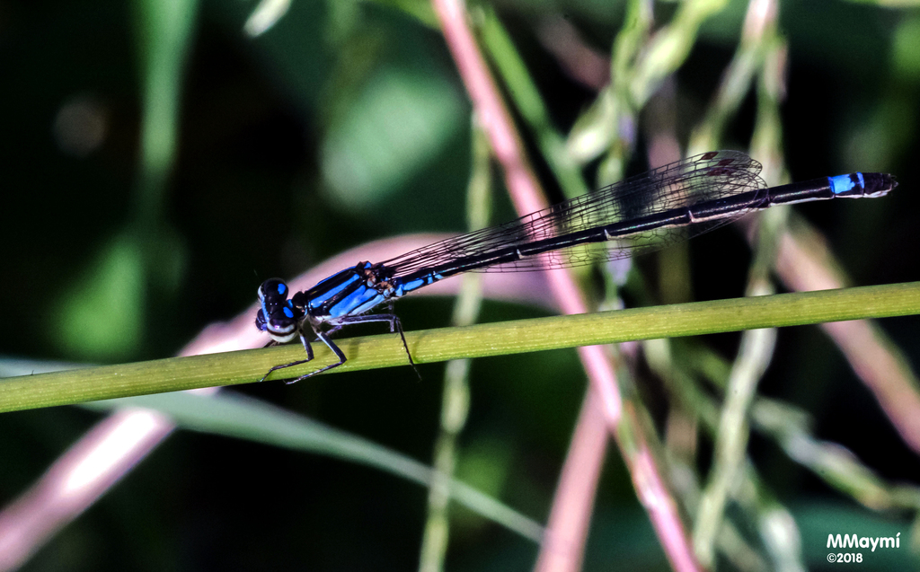Antillean Bluet