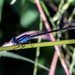 Antillean Bluet - Photo (c) mmaymi, some rights reserved (CC BY-NC), uploaded by mmaymi