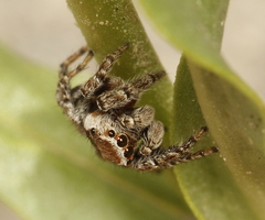 Evarcha proszynskii