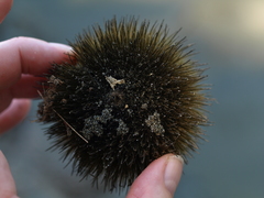 Apeiba tibourbou