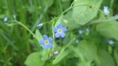 Myosotis cespitosa