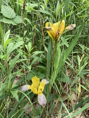 Iris variegata