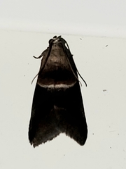Acrobasis demotella