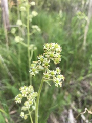 Anticlea elegans glauca