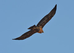 Geranoaetus melanoleucus australis